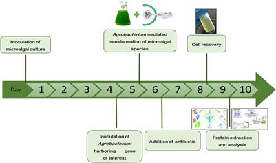 Efficient Transient Expression of Recombinant Proteins Using DNA Viral Vectors in Freshwater Microalgal Species